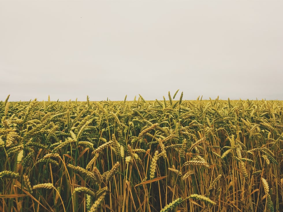 Wheat Field Under Gray Sky